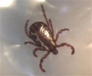 Adult male, Dermacentor tick (not known to transmit Lyme disease)