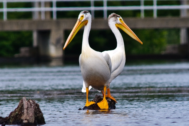 Birds at Lake Solano Park